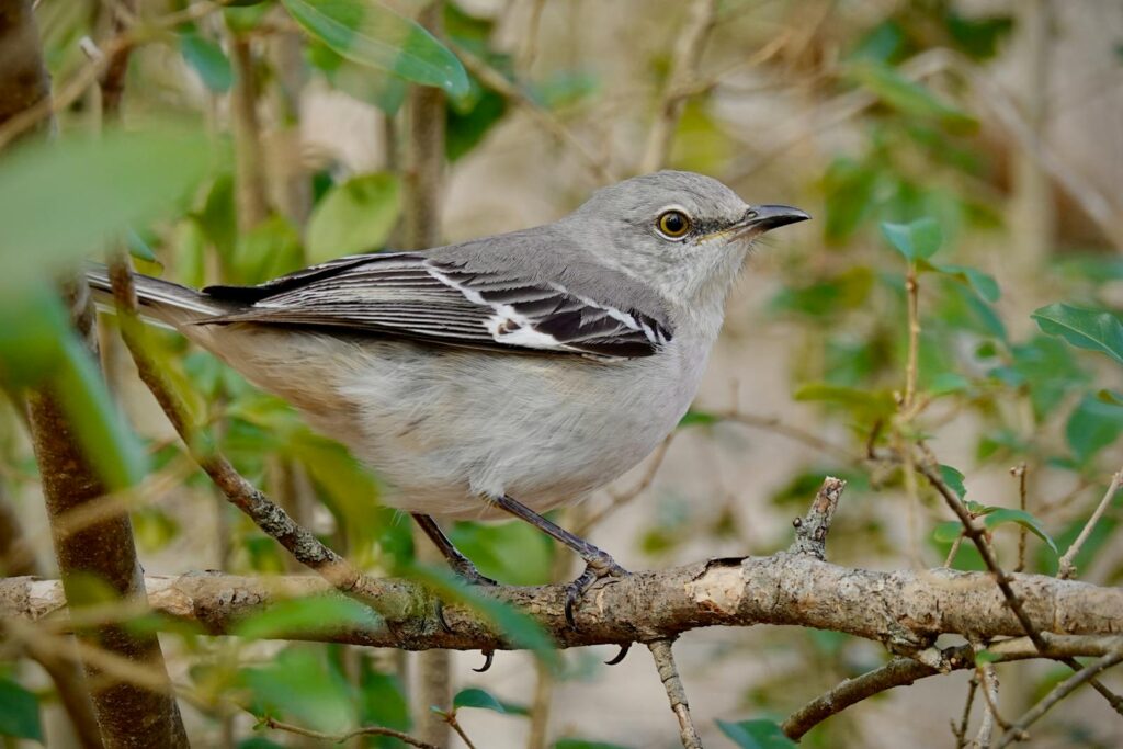 A northern mockingbird perched on a branch in a natural setting.