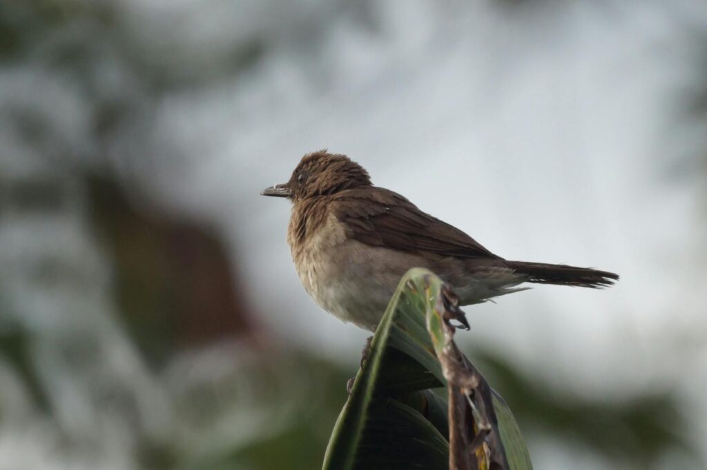 A Clay-colored Thrush rests on a broad leaf.