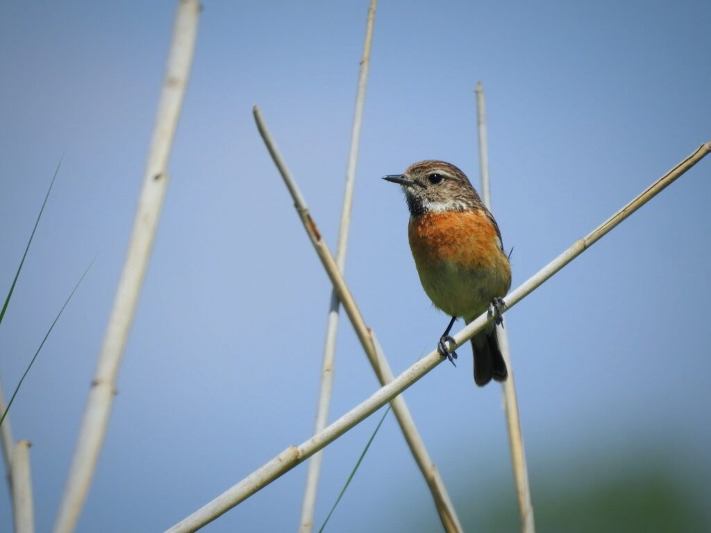 A small bird sitting on top of a tree branch