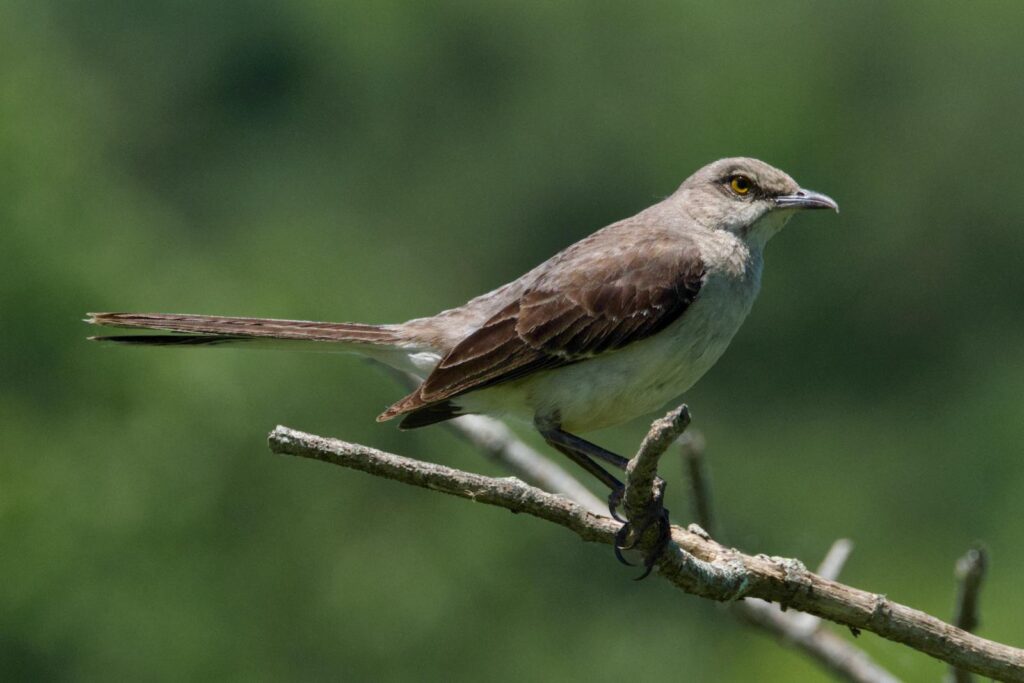 A Bahama Mockingbird rests on a small branch.
