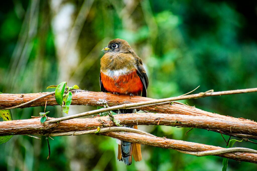 A Masked Trogon perches on entwined branches.