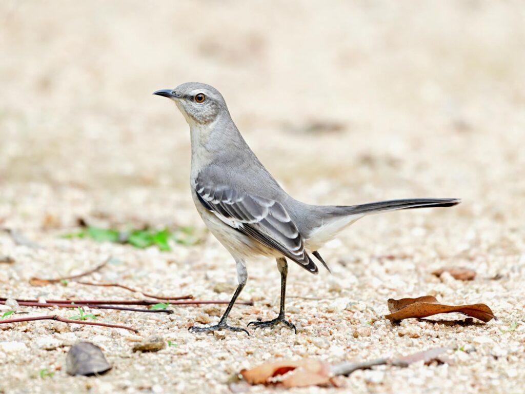 A Northern Mockingbird stands on the ground.