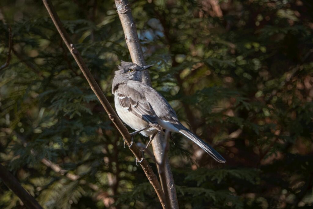 A Northern Mockingbird perched on a tree branch in a wooded area.