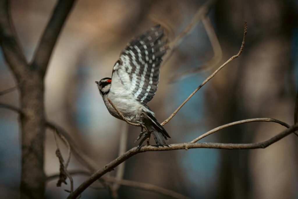 Vivid capture of a Downy Woodpecker mid-flight perched on a tree branch.