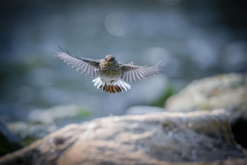 A bird gracefully flying with open wings against a soft blurred background.