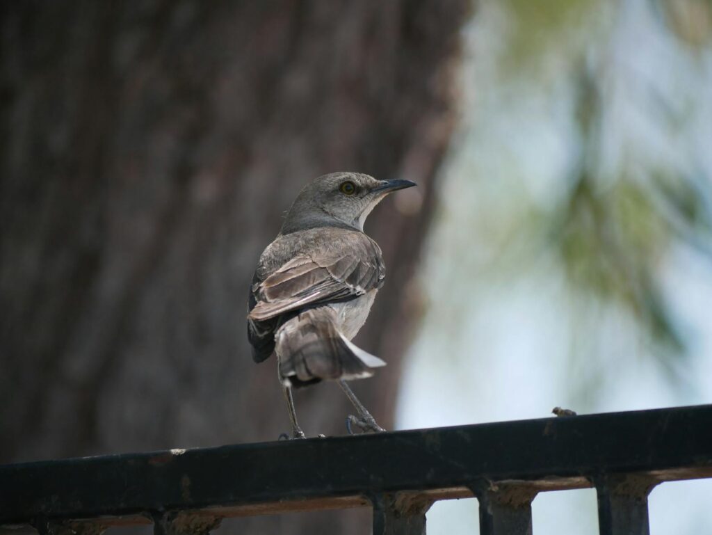 A Tropical Mockingbird looks over its shoulder.