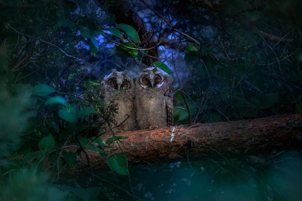 Two owls perched on a branch in a lush forest at night in Estonia.