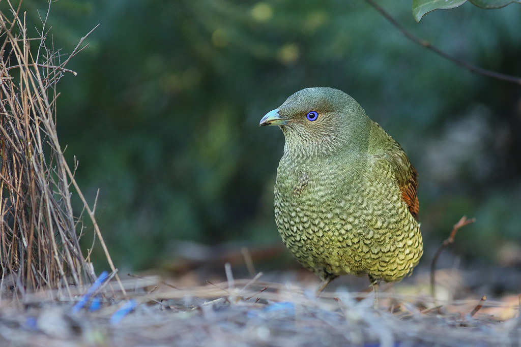 Female satin bowerbird standing on the ground.