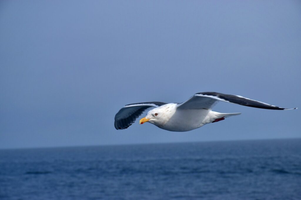 A bird flying over the sea during daytime.