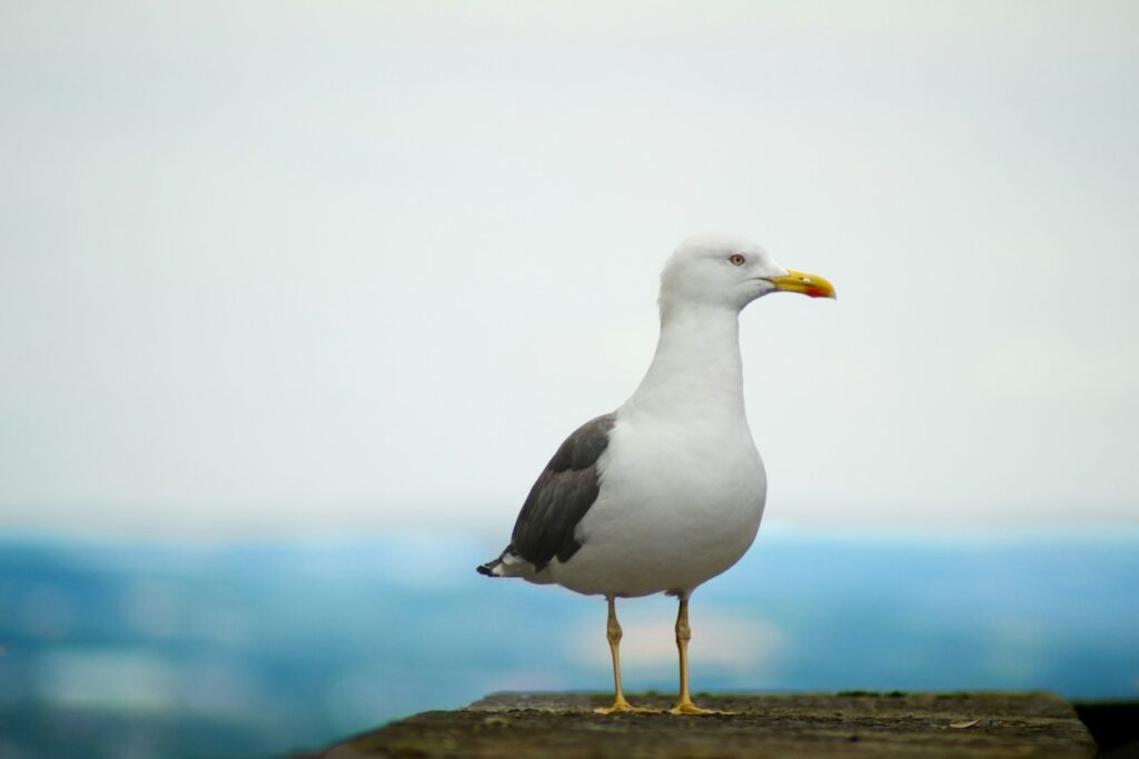 A Yellow-legged Gull stands on a textured surface.