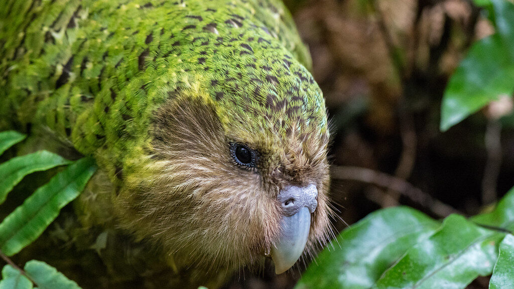 A kākāpō with vibrant green and brown mottled plumage is nestled amongst lush green leaves.