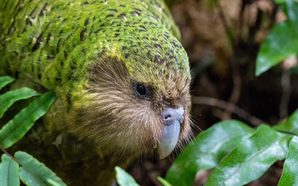 A kākāpō with vibrant green and brown mottled plumage is nestled amongst lush green leaves.