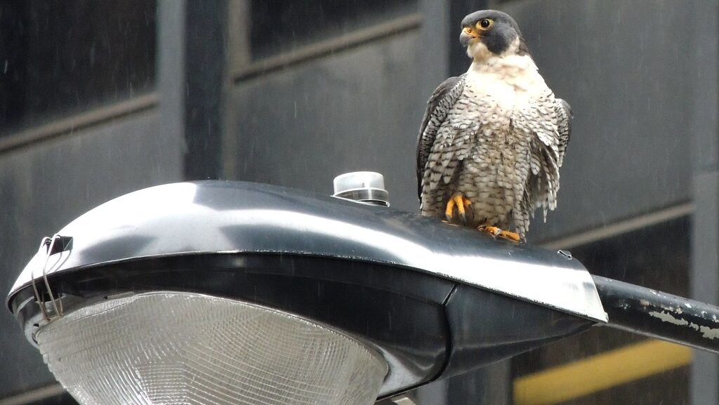 A Peregrine Falcon with grey and white barred plumage perches on a metallic structure.