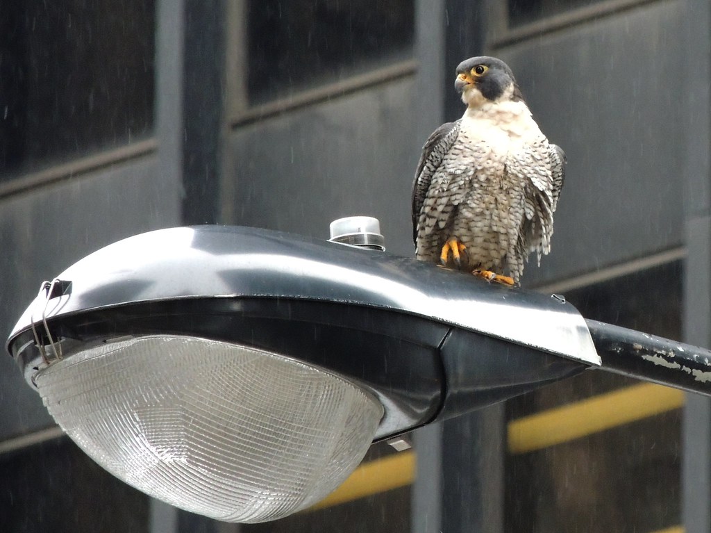 A Peregrine Falcon with grey and white barred plumage perches on a metallic structure.