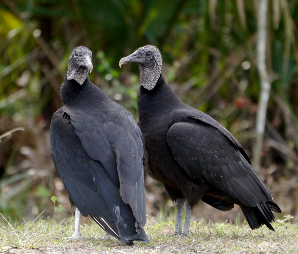 Two black vultures with wrinkled gray heads stand in a natural setting.