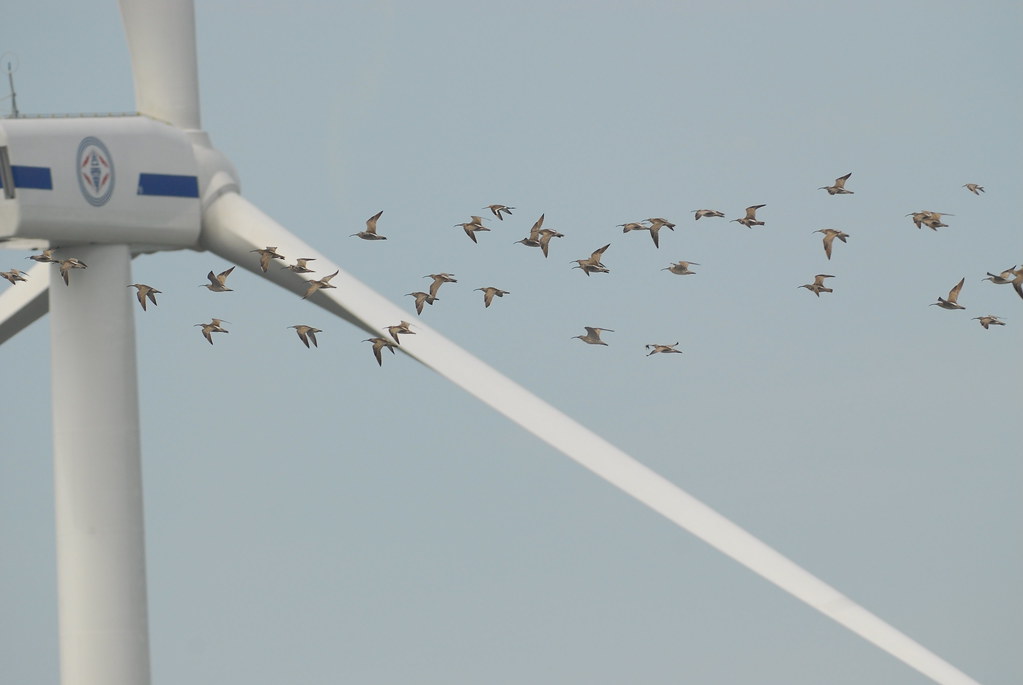 Many birds fly near a large white wind turbine.