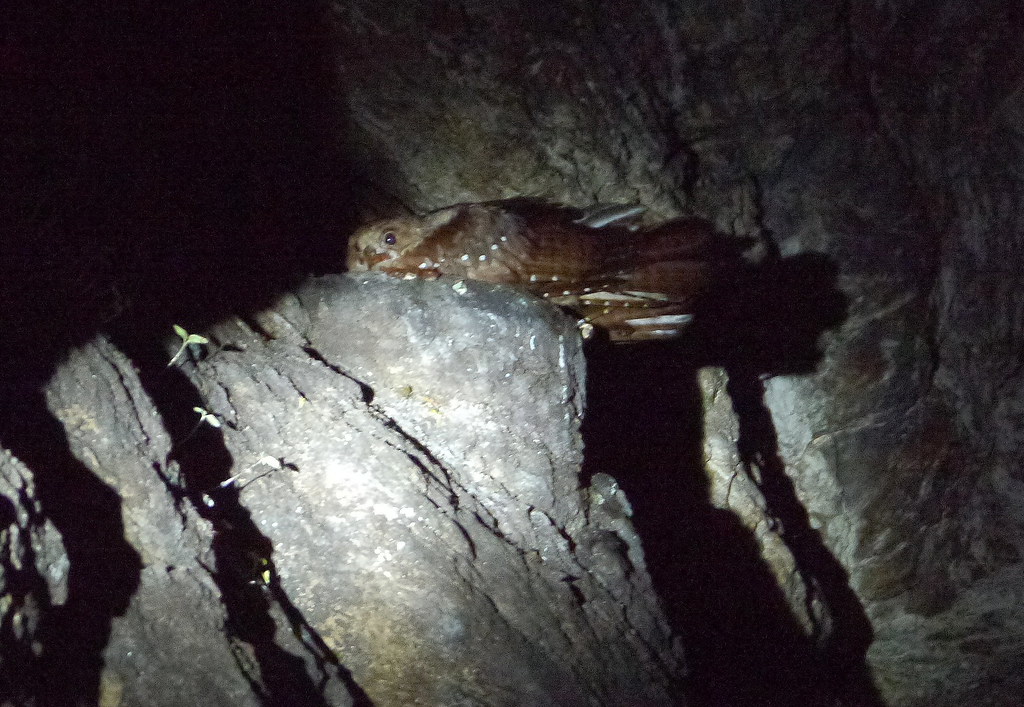 An oilbird with brown and white speckled plumage perches on a rocky ledge in a dark environment.