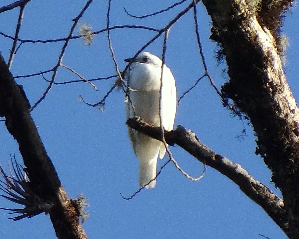 A Bare-throated Bellbird perches on a branch.
