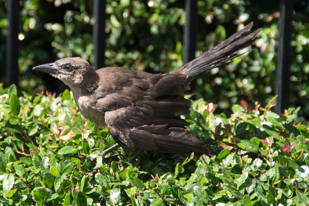 A juvenile Great-tailed grackle stands on green foliage.