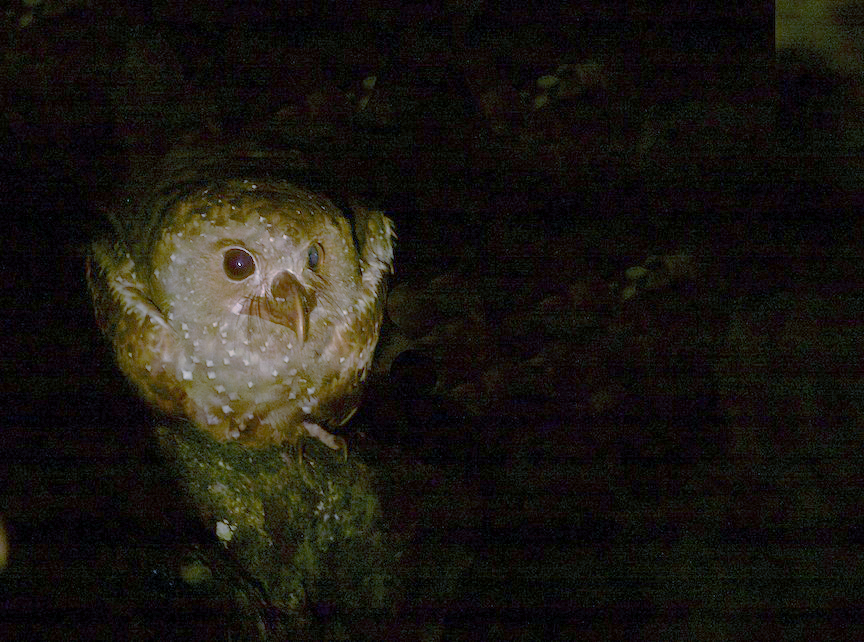 A pale oilbird with dark eyes perches on a mossy branch against a dark background.