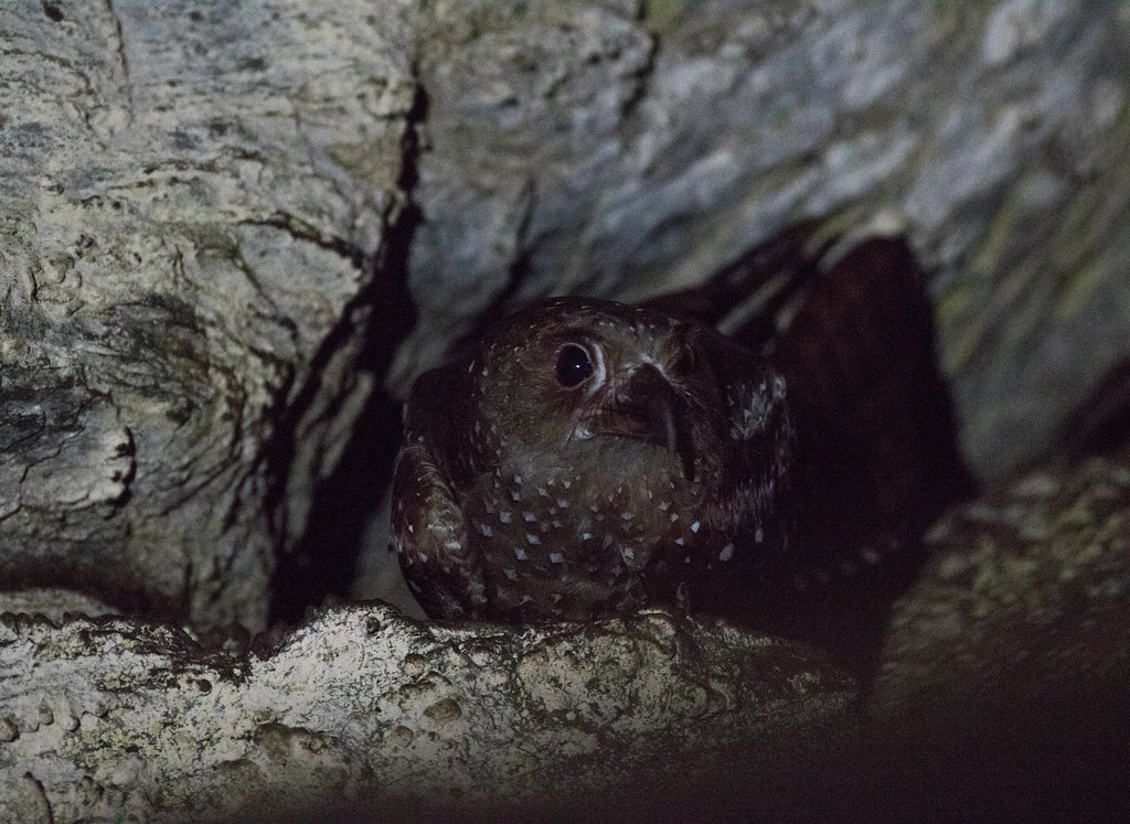 An oilbird with dark brown plumage speckled with white perches within a rocky crevice.