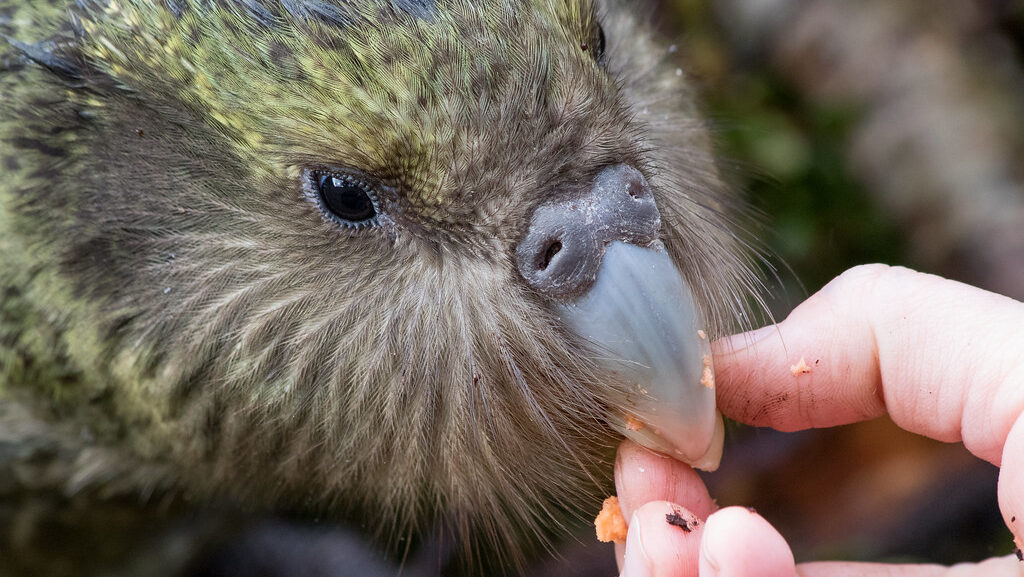 A kākāpō with green and brown feathers is gently being hand-fed small pieces of food.