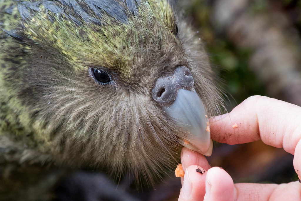 A kākāpō with green and brown feathers is gently being hand-fed small pieces of food.