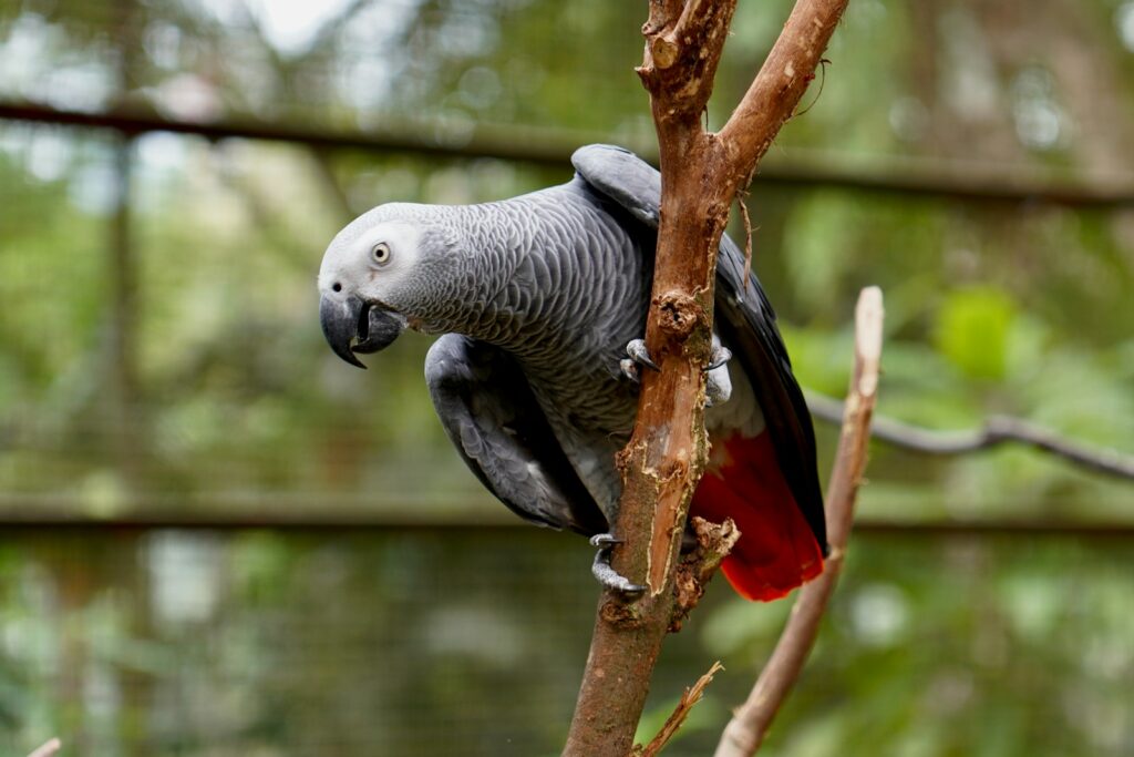 A grey parrot is perched on a tree branch.