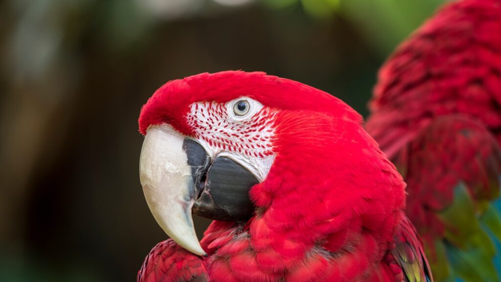 scarlet macaw