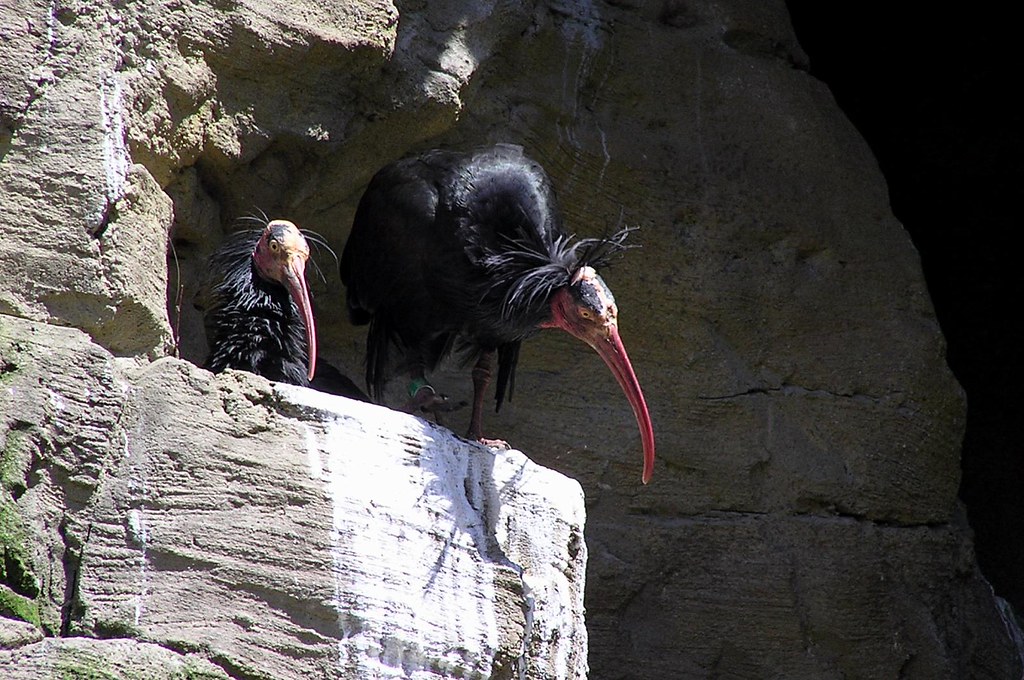 Two Northern Bald Ibises with glossy black plumage and curved red beaks stand on rocks.