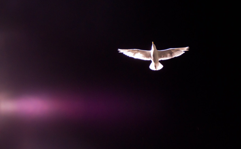 A gull with white plumage and dark wingtips flies against a dark night sky with a lens flare.
