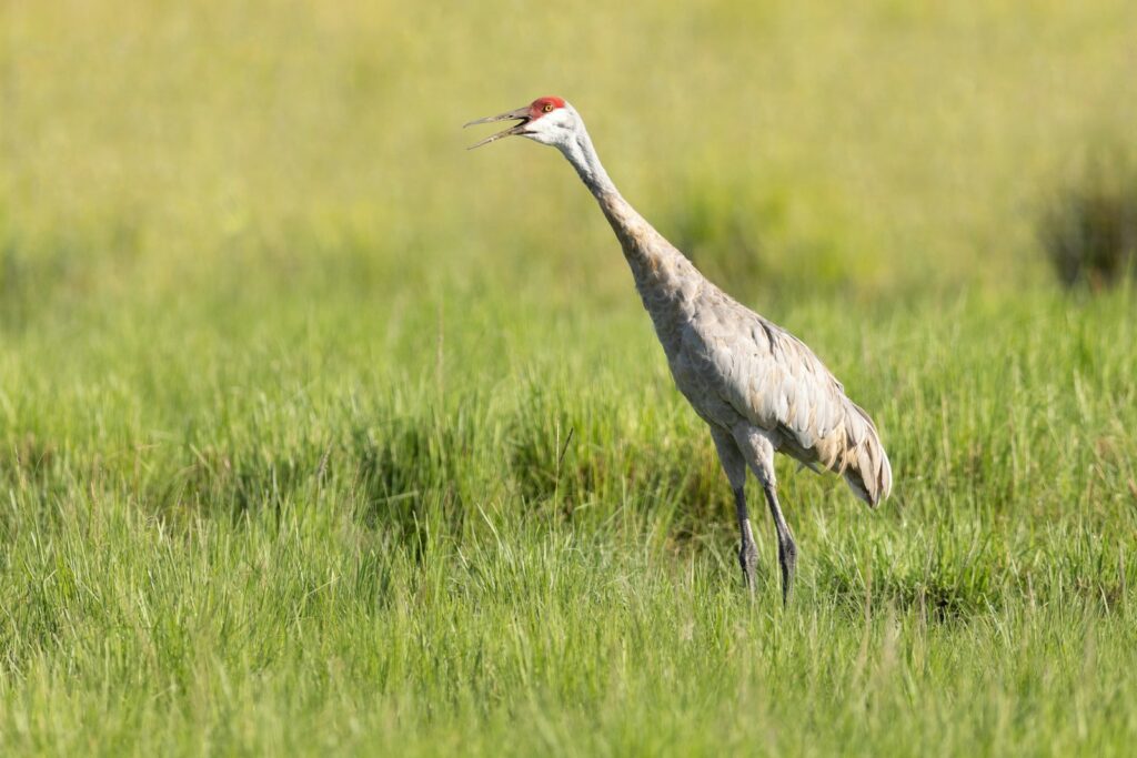 A sandhill crane with grey plumage and a red forehead stands in tall green grass.