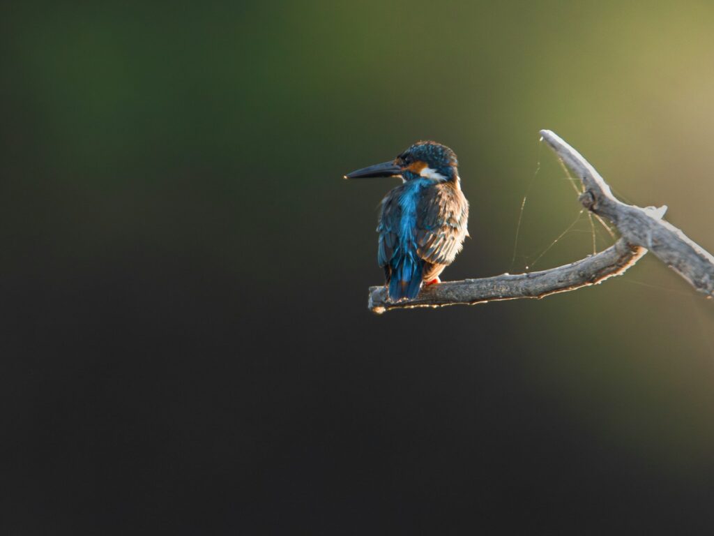 A Common Kingfisher rests on a weathered branch.