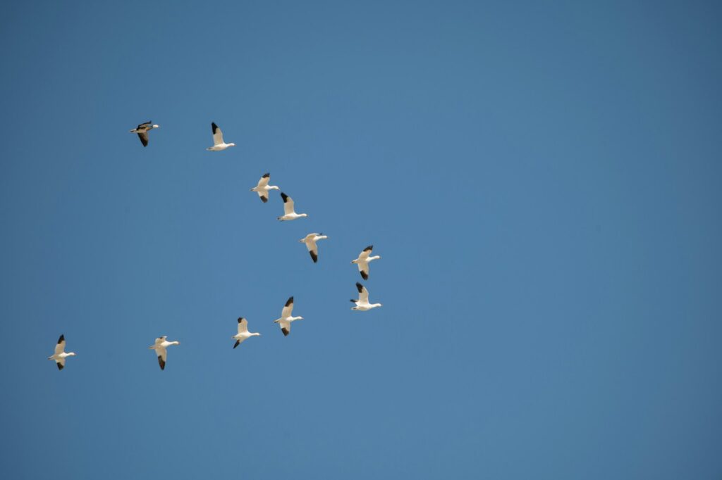 A small flock of Snow geese soars across a clear blue sky.
