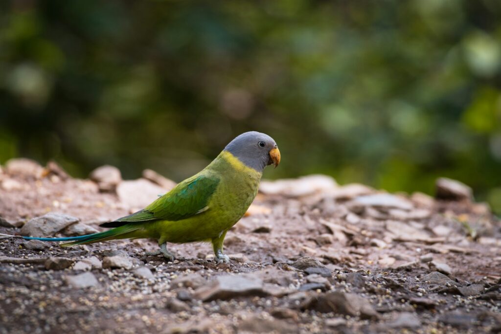 A slaty-headed parakeet with grey head, yellow collar, and green body stands on the ground.