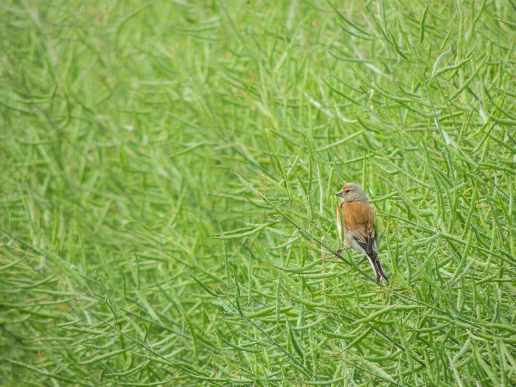 Common linnet perched on a green, seed-covered stem.
