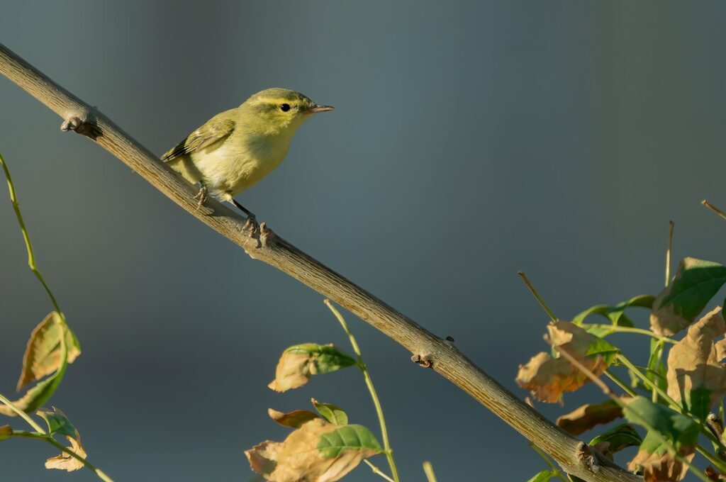 A greenish warbler perches on a slender branch.