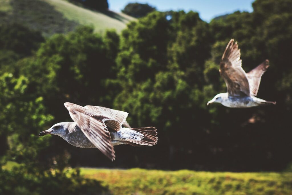 Two gulls fly against a backdrop of green trees.