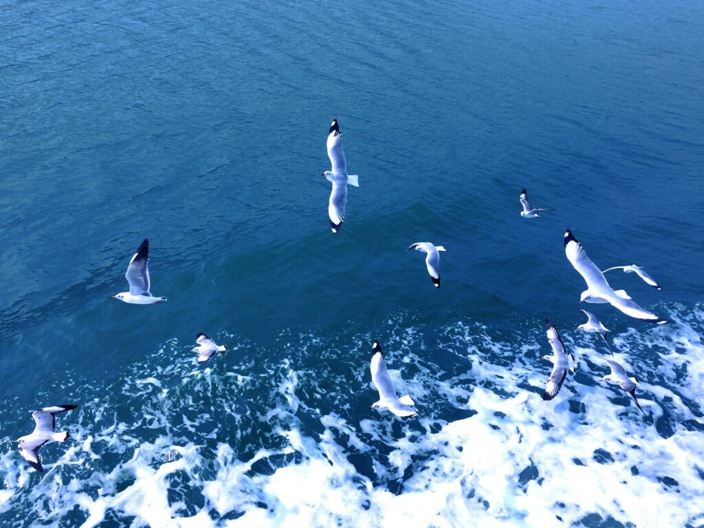 Several gulls with white and grey plumage fly over the choppy blue water.