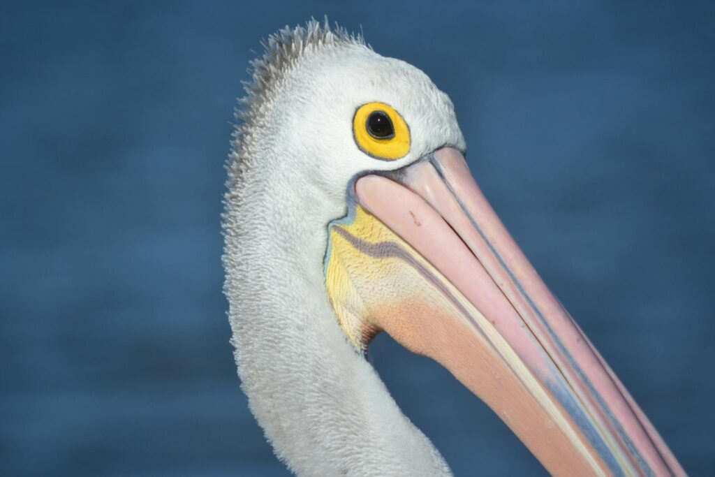 Detailed close-up of a pelican's head showcasing its unique beak and vibrant eye.