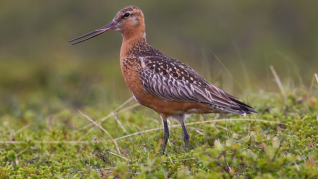 Bar-tailed Godwit in vibrant rufous breeding plumage standing in mossy surface