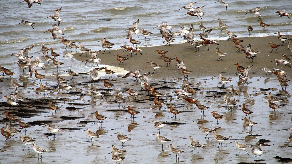 Flock of Bar-tailed Godwits on a coastal shoreline, with birds taking off for migration