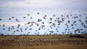 A large flock of Snow geese migrates over Oak Hammock Marsh.