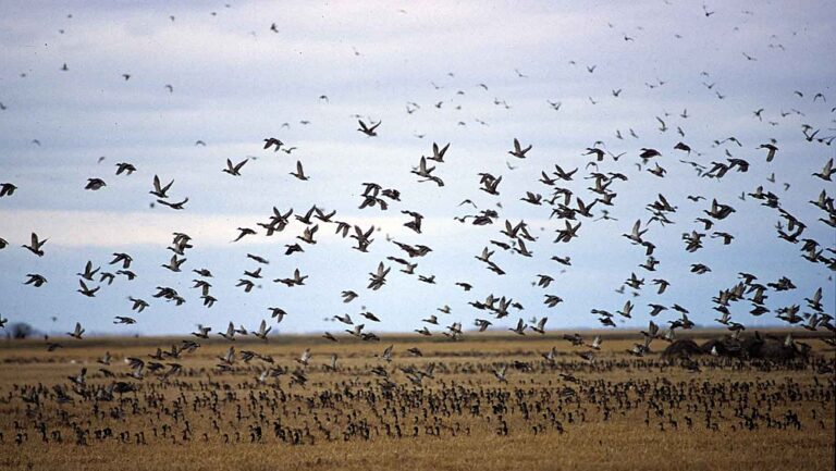 A large flock of Snow geese migrates over Oak Hammock Marsh.