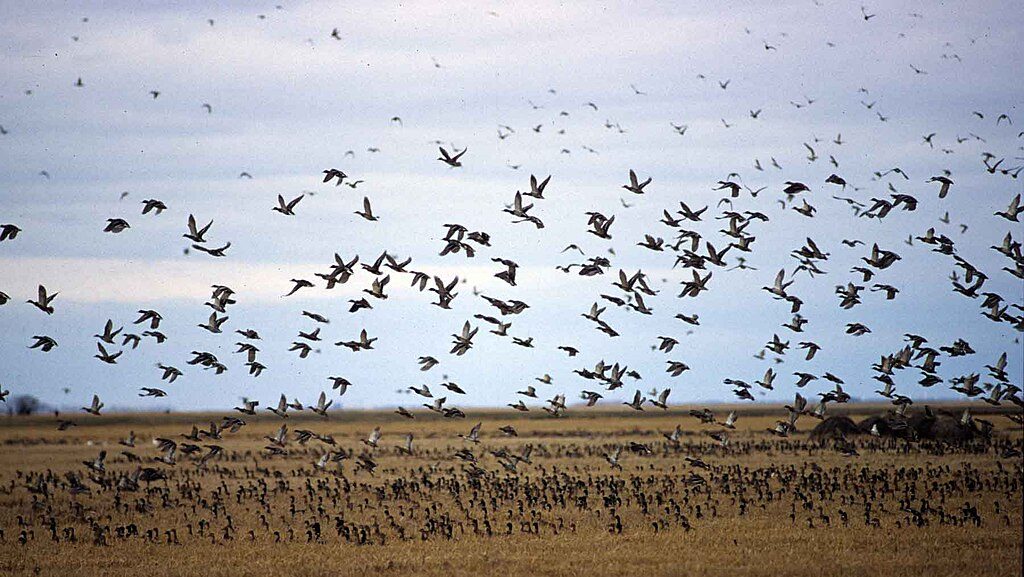 A large flock of Snow geese migrates over Oak Hammock Marsh.