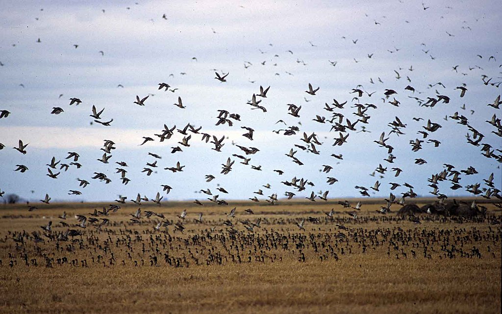 A large flock of Snow geese migrates over Oak Hammock Marsh.