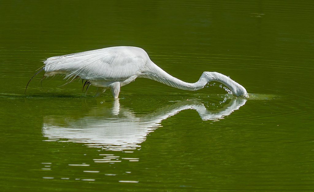 Why Some Birds Can Drink Seawater Without Getting Dehydrated