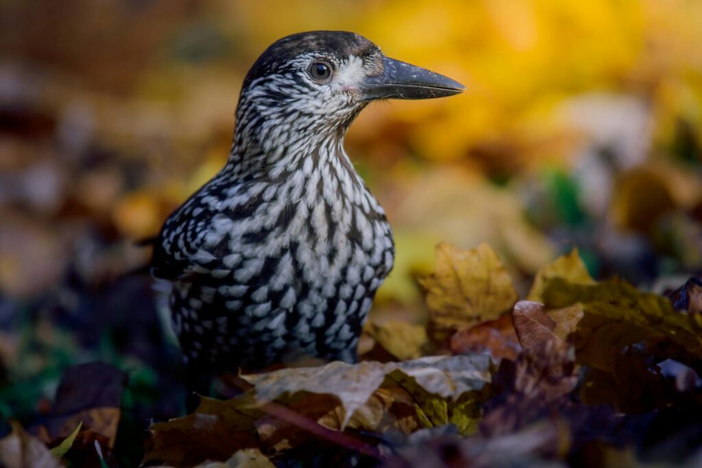 Close-up of a Spotted Nutcracker amidst vibrant autumn leaves, showcasing its distinct plumage.