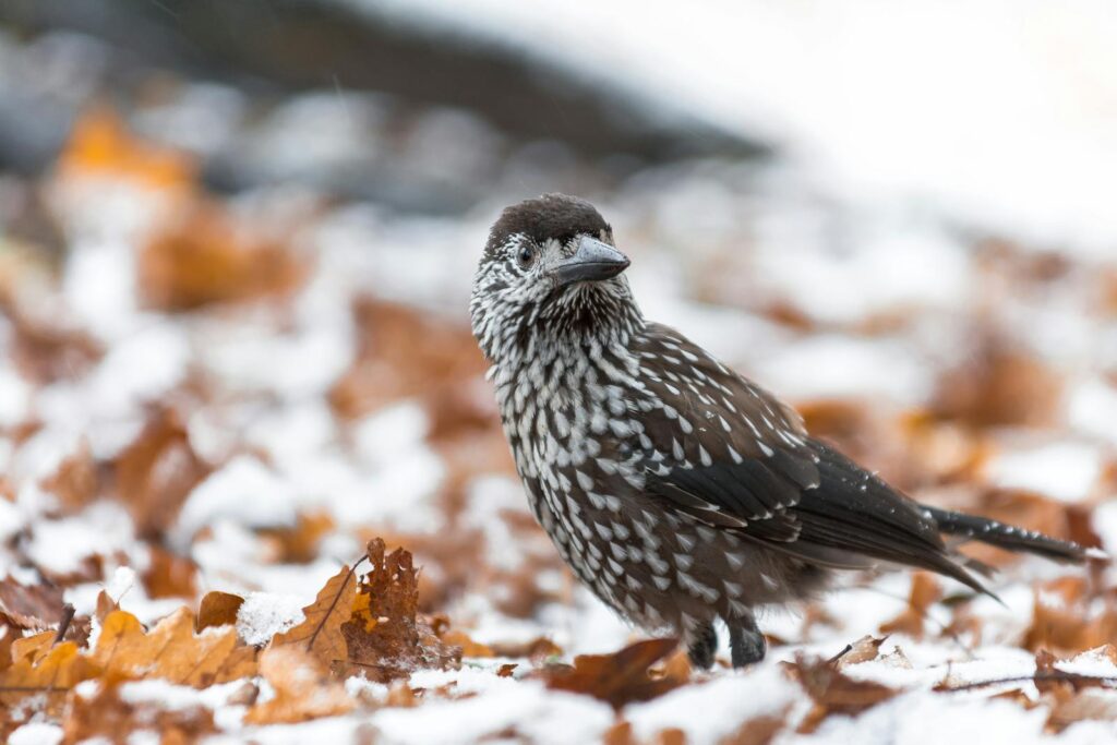Close-up of a Spotted Nutcracker bird amidst snowy autumn leaves, showcasing its distinctive plumage.