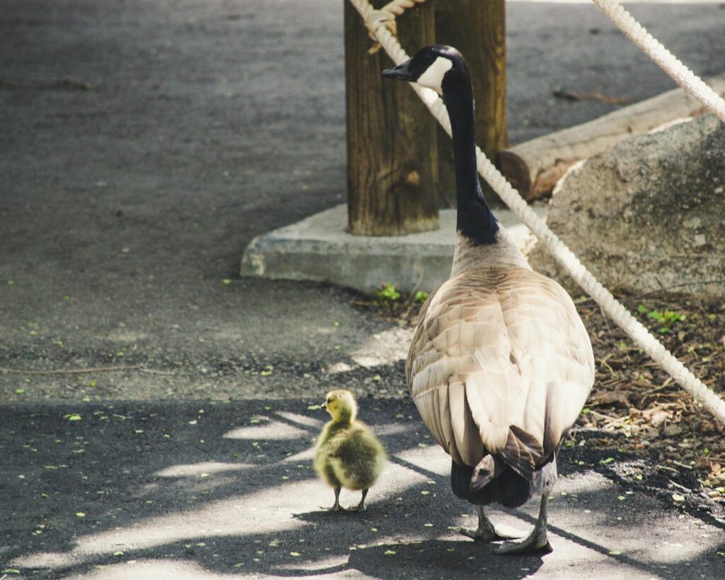 A Canada goose and gosling stroll together on a path outdoors, showcasing wildlife family bonding.